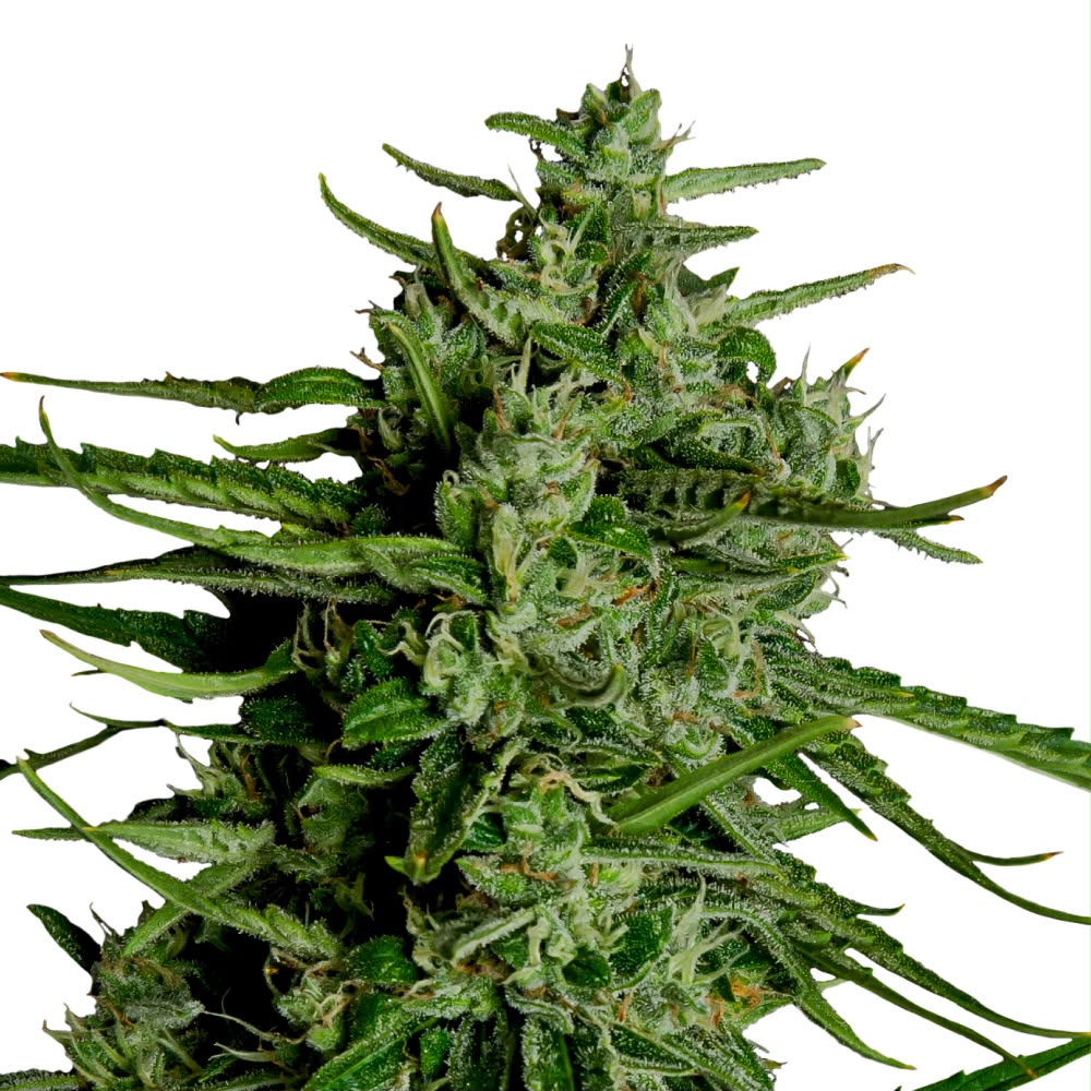 Titan F1 Samen Royal Queen Seeds Autoflower