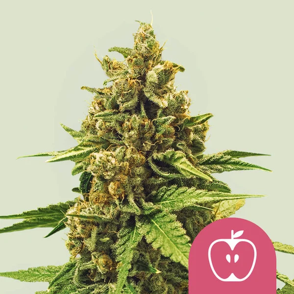 Royal Queen Seeds „Apple Fritter“ – Feminisierte Cannabis Samen