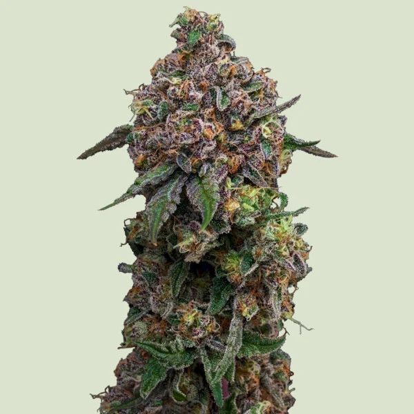 Royal Queen Seeds „Cosmic Cheddar F1“ – F1 Hybrid Cannabis Samen