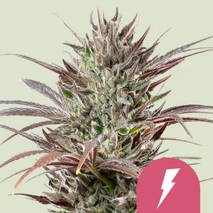 Royal Queen Seeds „North Thunderfuck“ – Feminisierte Cannabis Samen