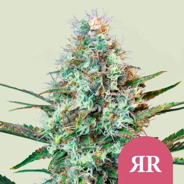 Royal Queen Seeds „Royal Runtz“ – Feminisierte Cannabis Samen