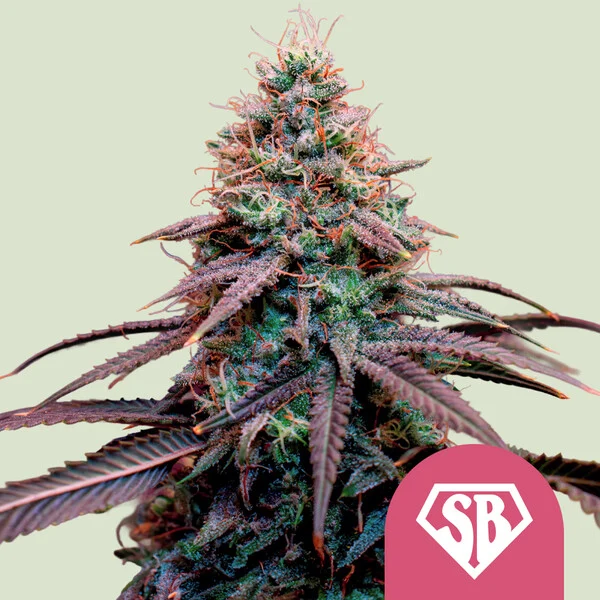 Royal Queen Seeds „Super Boof“ – Feminisierte Cannabis Samen